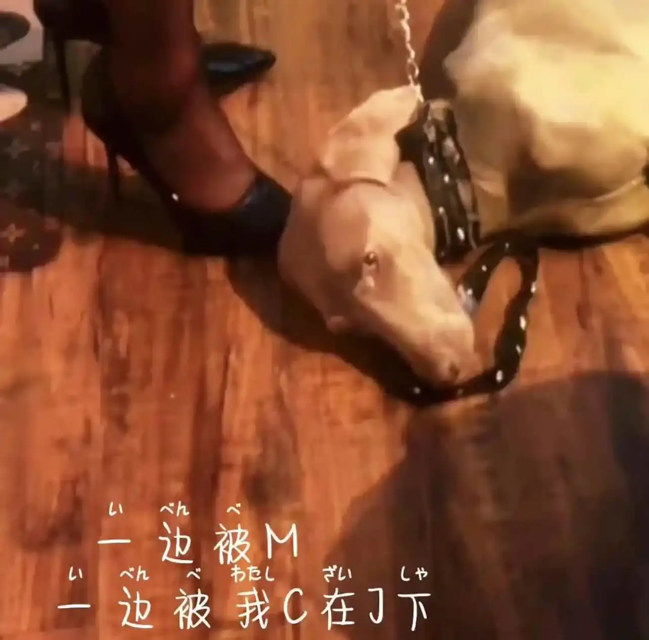 西檬之家-字母圈小圈新人指南